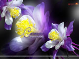Colorado Columbine Wallpaper